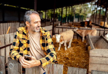 Male farmer using smartphone while standing next to calves on dairy farm.