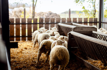 Group of sheep standing and feeding inside a wooden barn on a farm.