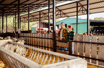 Male and female farmers working together on a sheep farm.