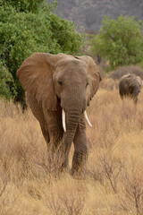 Fototapeta premium éléphant d'Afrique