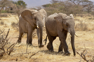 Fototapeta premium éléphant d'Afrique