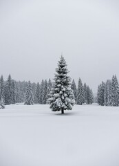 Fototapeta premium snow covered trees