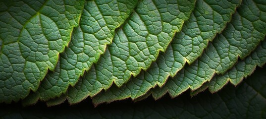Close-up of Fresh Green Leaves with Detailed Texture, Ideal for Natural Backgrounds and Designs