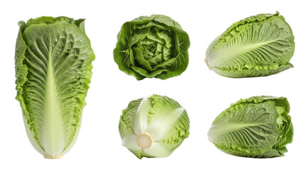 set of cabbage in multiple angles with transparent background 