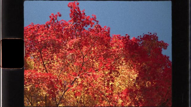 Super 8 film effect autumn leaves swaying in the wind