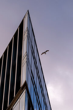 Modern architecture skyscraper facade corner with vertical glass under sky featuring bird for minimalism inspired corporate background