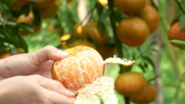 Close-up of hands peeling a ripe mandarin orange in a sunlit tropical orchard, Vietnam.