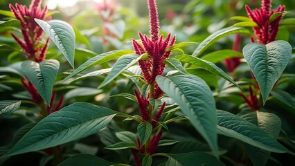 Vibrant red amaranth flowers blooming in a lush green garden on a sunny day