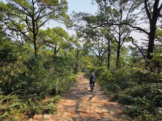 Obraz premium An Asian woman hiking solely in the forest/ An Vietnamese woman walking alone on trail path in middle of forest carrying on backpack and scarf covering her head