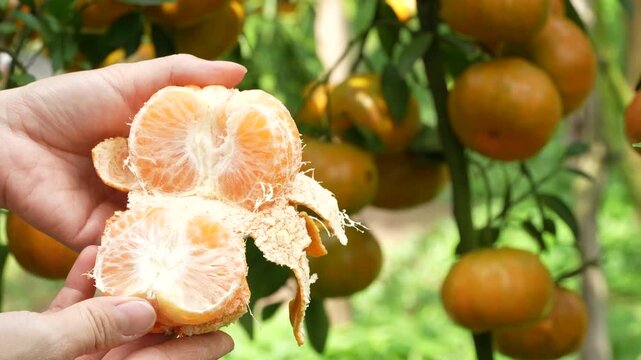Macro of hands peeling and splitting a ripe mandarin orange in a sunlit Vietnamese orchard.