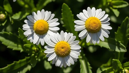 Three white daisies with yellow centers bloom in the sunlight with green leaves in background
