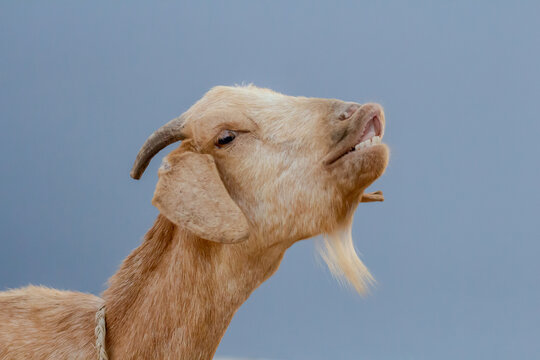 portrait of a goat showing flehmen behavior