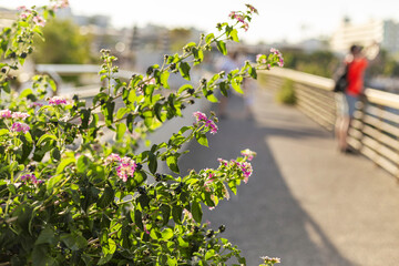 Pink flowers in focus on a sunny promenade with blurred people and urban background.