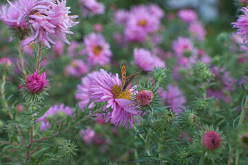 Obraz premium The butterfly Argo Bronzeo in the middle of the flowers of Astri in Italy