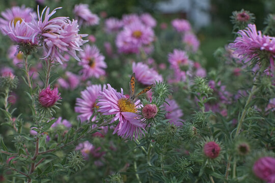 The butterfly Argo Bronzeo in the middle of the flowers of Astri in Italy