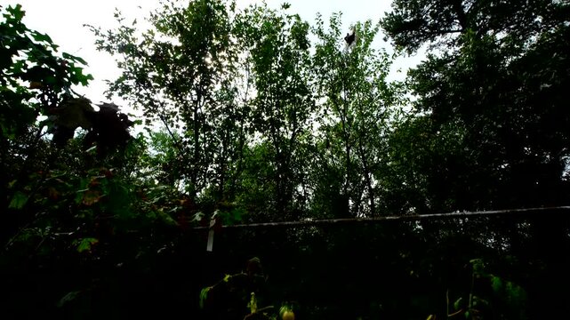 Low angle shot of tree tops and overcast sky and moving camera down revealing withering plum or Roma tomato plants with many ripe and maturing fruits still hanging from vines after first frost
