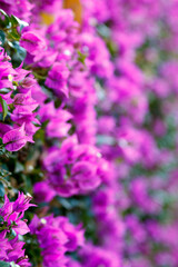 Fototapeta premium close up of pink flowers