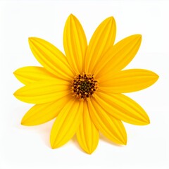 Obraz premium Radiant yellow flower blossom with delicate petals against pure white backdrop