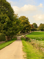 Obraz premium Countryside road winding through green fields with grazing sheep and ancient stone walls, illustrating rural English life
