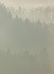 Misty forest in the morning, vertical landscape for wallpaper