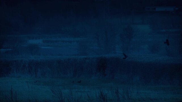 Flock Of Birds Swooping In Field At Dusk
