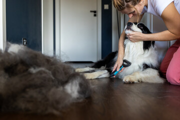 Woman combs her dog during a grooming procedure using a special dog brush at home