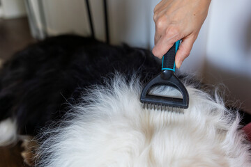 Close-up of a dog grooming comb, combing a dog at home