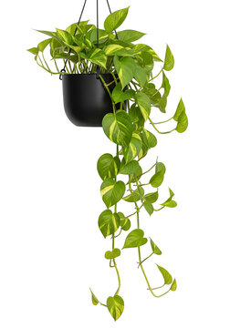 Pothos Hanging Plant in Black Pot Isolated on Transparent Background