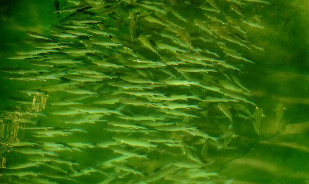 A dense school of fish in the Java sea. The amazing coherence of the pack members' movements
