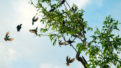 Metallic starling (Aplonis metallica) a colony of birds on acacia trees with a flat crown. Ternate...