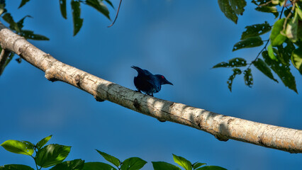 Metallic starling (Aplonis metallica) a colony of birds on acacia trees with a flat crown. Ternate Island, archipelago Moluccas, Indonesia. Early January, monsoon season