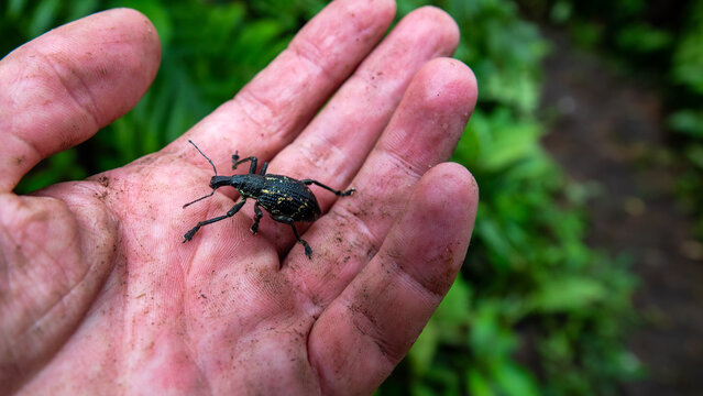 A large spotted nut weevil (Curculio) from a humid (rain) tropical forest. Sulawesi Island, Saputan, Indonesia