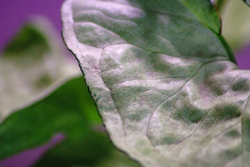 Syngonium White Butterfly