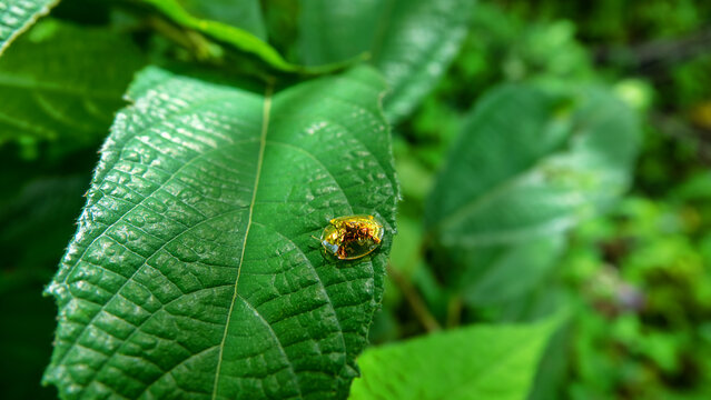The bug scale is like a real golden beetle. Sulavesi island, Bunaken national park. A beautiful piece of jewelry, a gold brooch