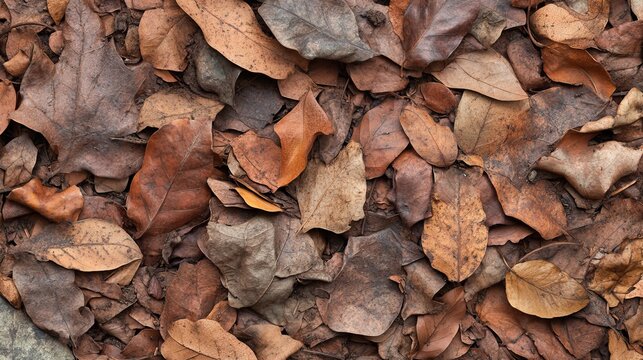 Forest Floor Tapestry with Leaf Litter and Organic Ground Cover, Nature s Texture Background Design