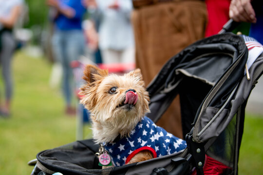 Small Yorkshire terrier wearing a patriotic red, white, and blue dog sweater sits in a dog stroller at a Memorial Day or July 4th parade. The furry little dog wears the American flag and sticks its to
