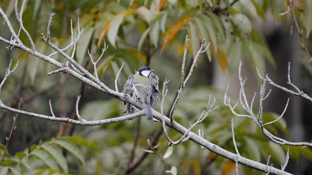 A Japanese tit perches on a tree branch on a windy day in Yokohama. The scene captures subtle movement, feather ruffling, and alert behavior in a leafy urban green space.