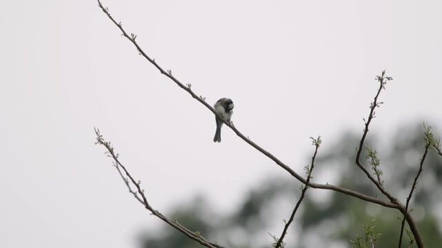 A Chinese bulbul perches and preens its feathers on a bare tree branch in a residential area of Hong Kong. This clip shows a common species widely found across Hong Kong and southern China.