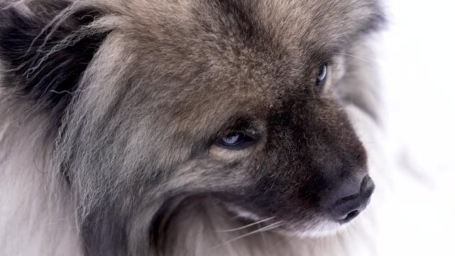 Overhead close-up of a Keeshond (Wolfspitz) dog with slow eye movement and relaxed facial expression. Soft fur and gentle motion create a soothing and emotional slow motion pet scene.
