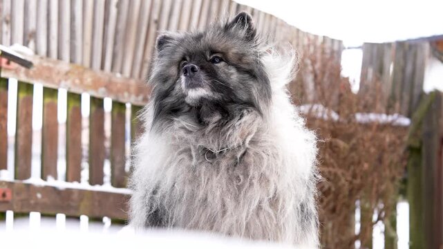 Low angle view of a Keeshond (Wolfspitz) dog sitting in the snow and looking upward. Fluffy winter coat and calm posture create a strong, emotional outdoor pet portrait in slow motion.