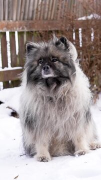 Vertical slow motion shot of a Keeshond (Wolfspitz) dog facing forward outdoors as light wind moves its thick fur. Calm and emotional pet portrait with natural light and peaceful mood.