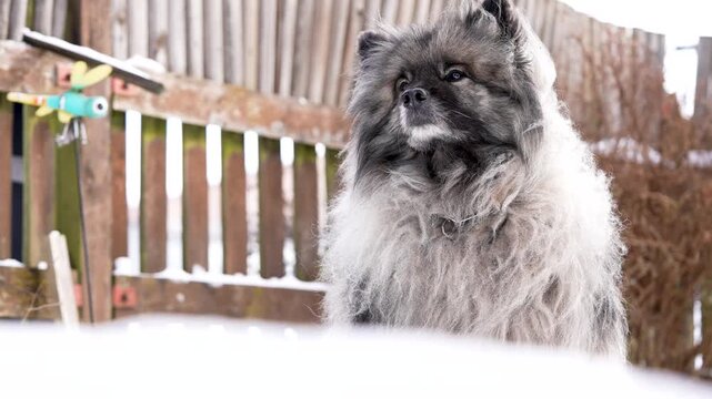 Low-angle outdoor shot of a Keeshond (Wolfspitz) dog looking upward as gentle wind moves its thick fur. Calm and emotional pet moment with soft motion, captured in cinematic slow motion.