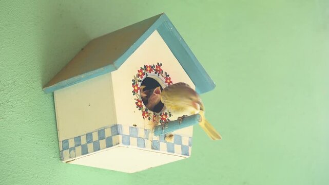 Saffron finch bird (Sicalis flaveola), perched and watching its chicks under an artificial nest box