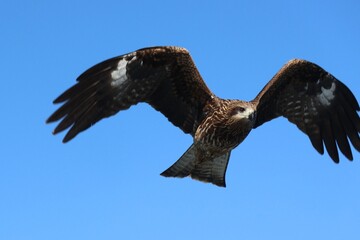 Black kite fly in the blue sky