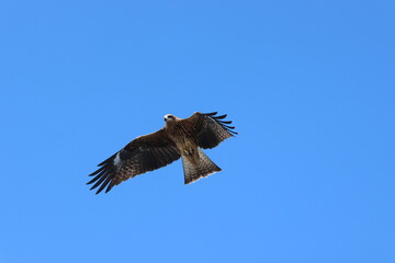 Black kite fly in the blue sky