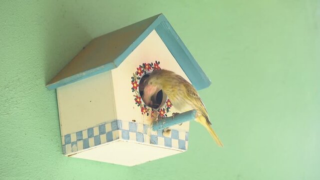 Saffron Finch bird (Sicalis flaveola) feeding its chicks in an artificial nest box