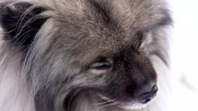 Top-down close-up of a Keeshond (Wolfspitz) dog slowly opening and closing its eyes. Soft fur, gentle facial movement and calm mood create a peaceful, emotional slow motion pet portrait.