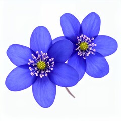 Delicate pair of vibrant hepatica flowers isolated on a crisp white backdrop