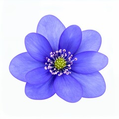 Obraz premium Isolated hepaticapatica wildflower bloom against a pristine white background