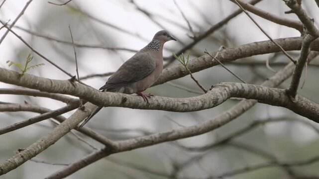 An urban spotted dove perches calmly on a tree branch in Hong Kong. The scene reflects everyday adaptation of common city-dwelling species coexisting with dense human environments.